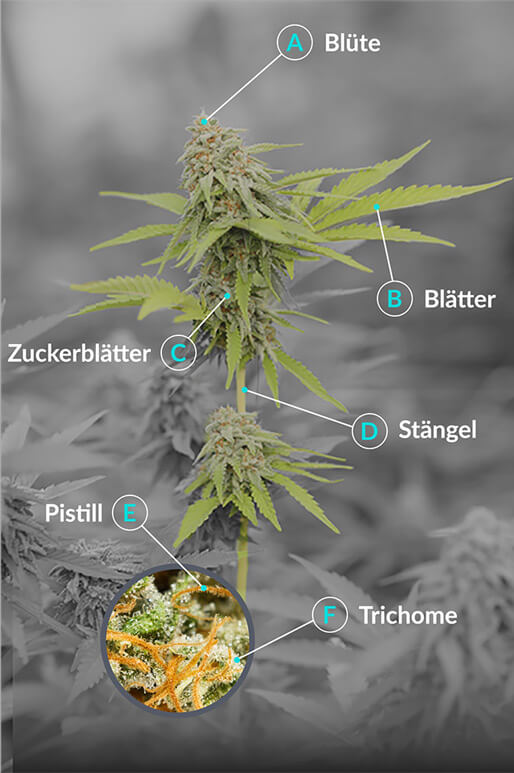 Cannabis Anatomie | Deutscher Cannabis Blog | Mint & Herb